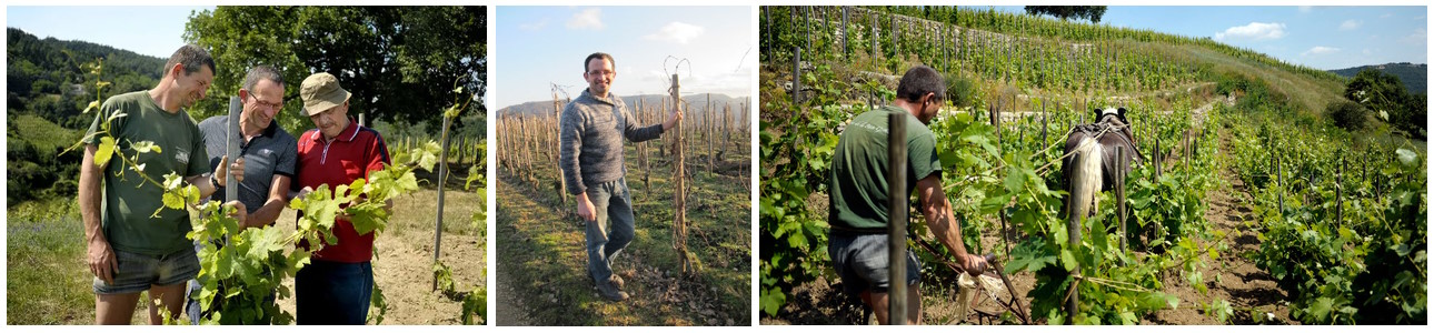 Domaine Pierre Gonon